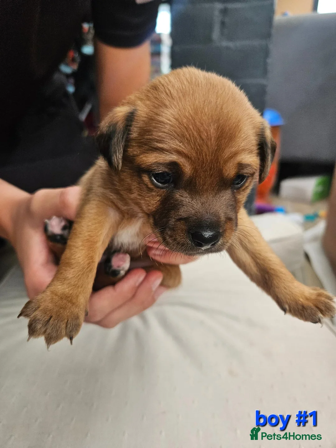 Mixed Breed dogs for sale: Gorgeous Jack Russells in Chichester - Advert 9