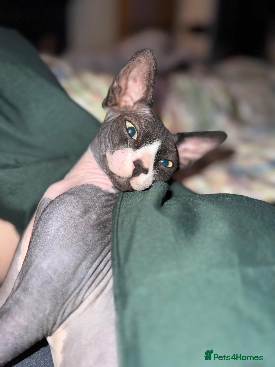 Sphynx cats for sale: Black & White Female Spayed Sphynx  - Advert 6