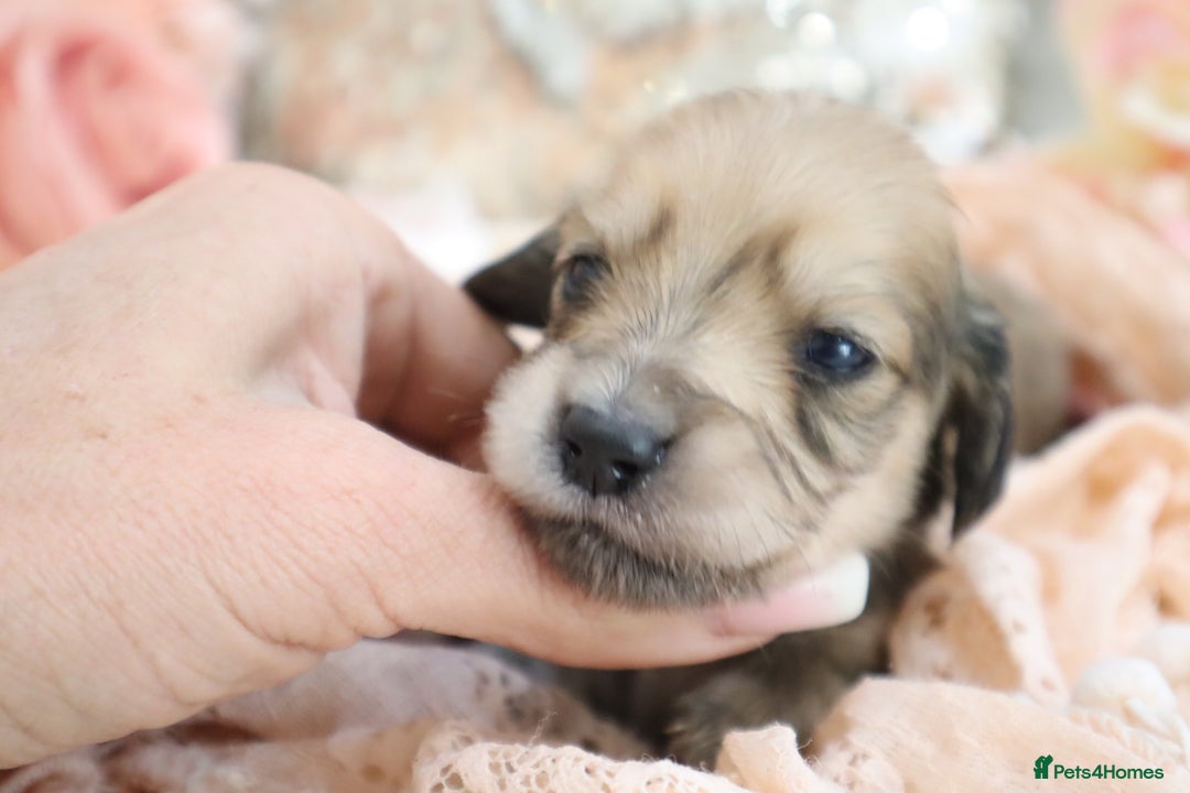 Miniature Dachshund dogs for sale: KC Longhair Miniature Dachshund Puppies - Image 6