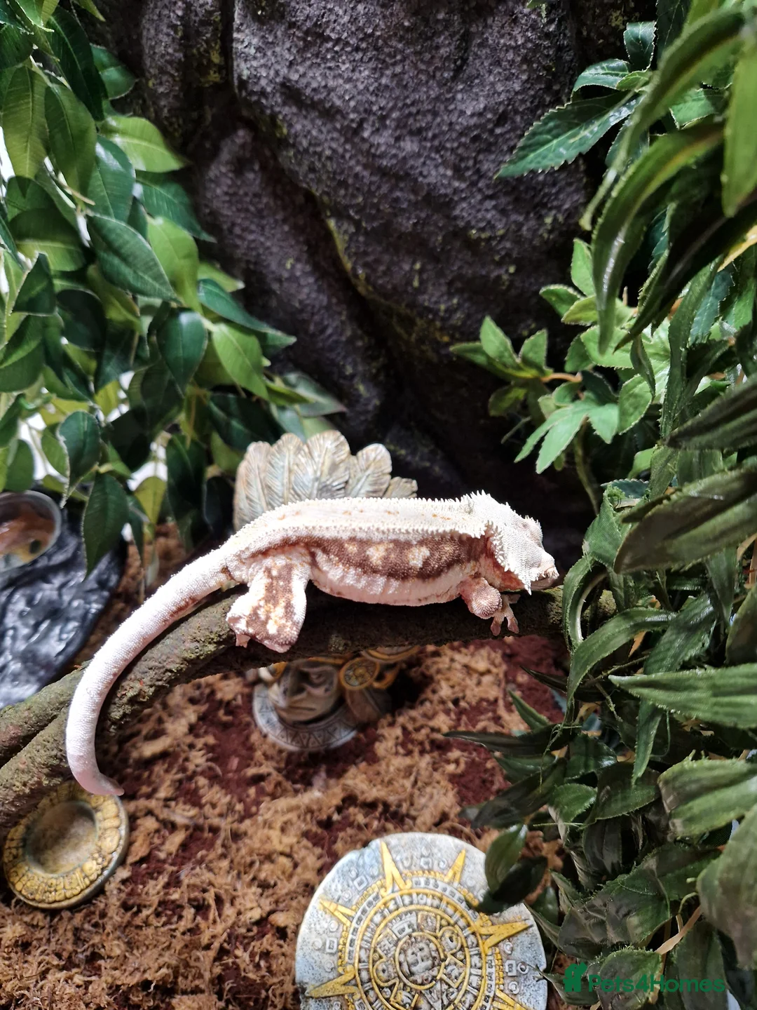 Gecko reptiles for sale: Breeding pair of crested geckos with set up - Advert 7