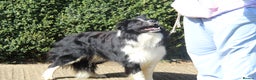 Border Collie dogs for stud: ISDS&KC Fully Tested Border Collie for Stud in Bicester - Advert 5