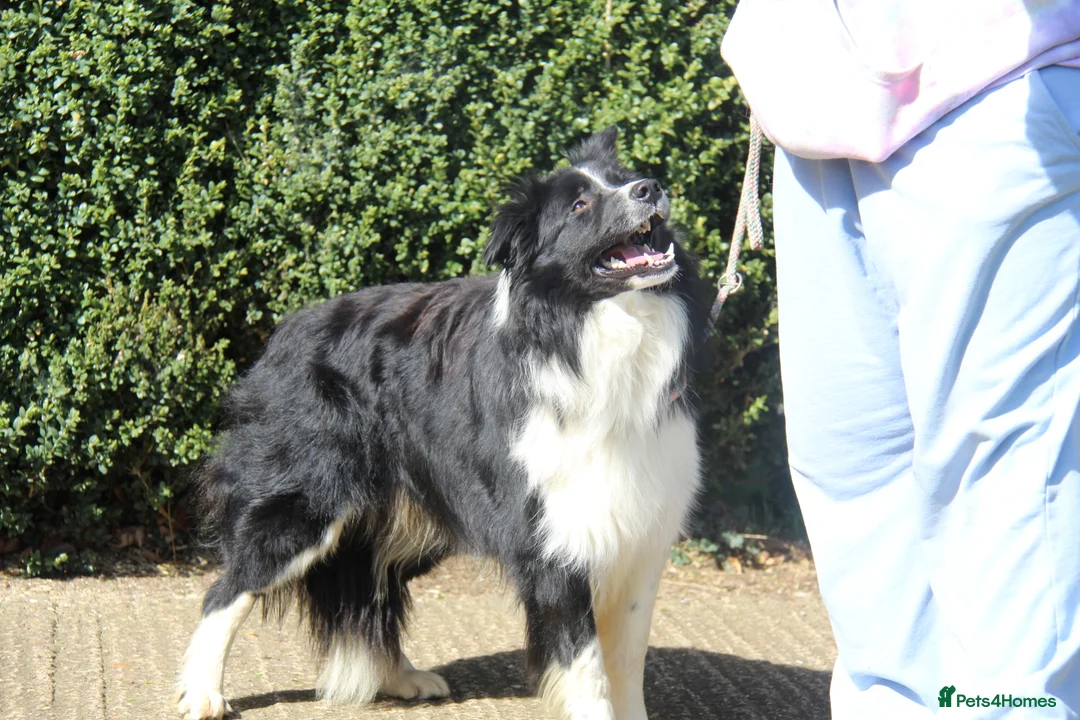 Border Collie dogs for stud: ISDS&KC Fully Tested Border Collie for Stud in Bicester - Advert 5