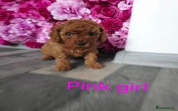 Cavapoo dogs for sale: CAVAPOO F1B RED HEALTY TESTED PARENTS - Image 4