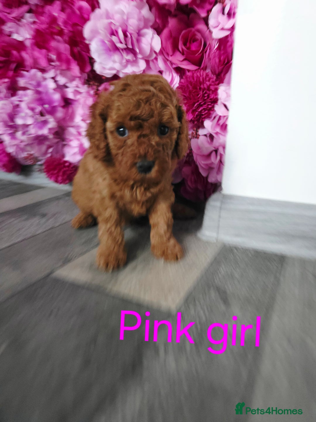 Cavapoo dogs for sale: CAVAPOO F1B RED HEALTY TESTED PARENTS - Image 4