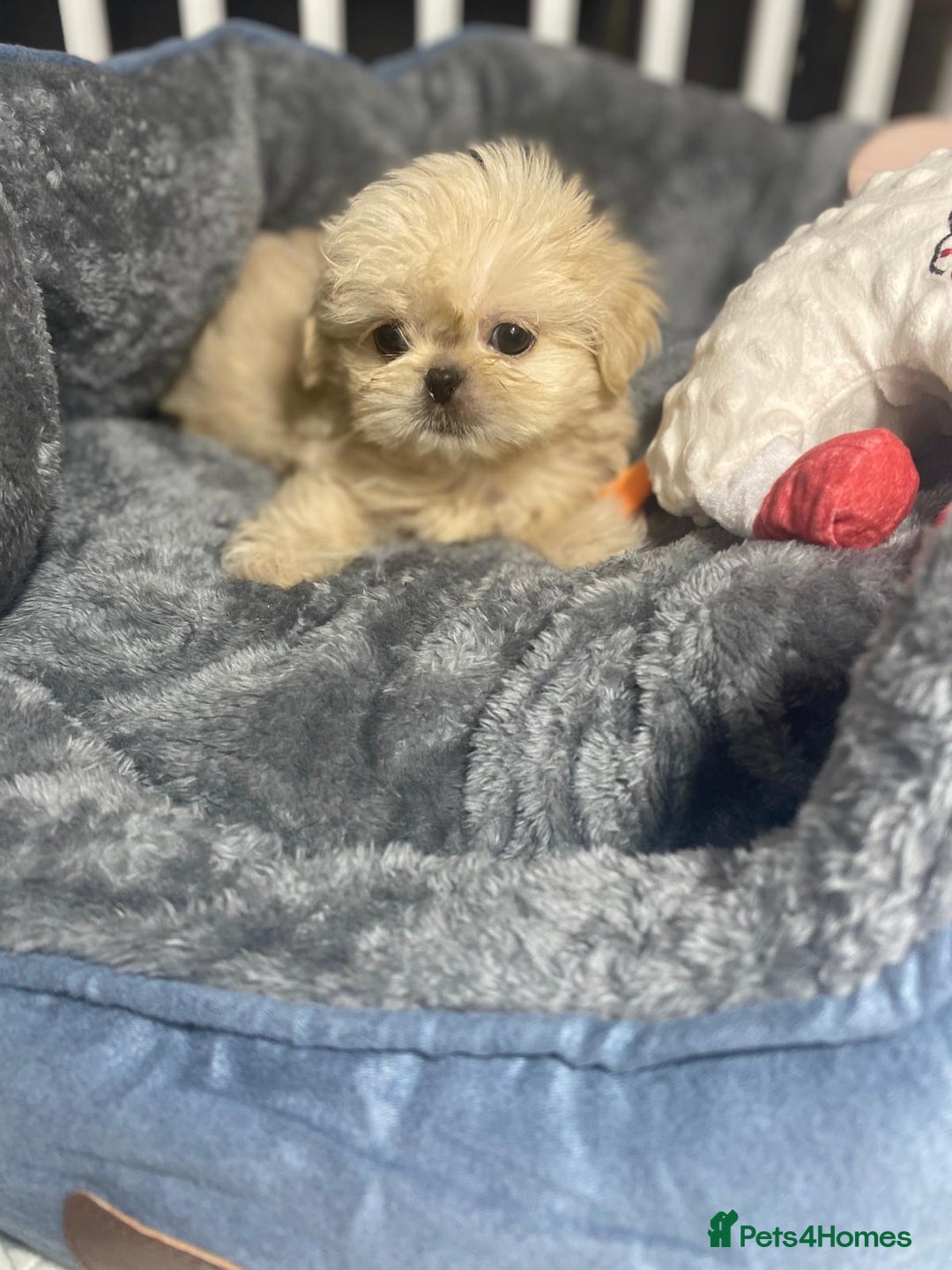 Shih Tzu dogs for sale: Gorgeous Puppies Ready Now - Image 3