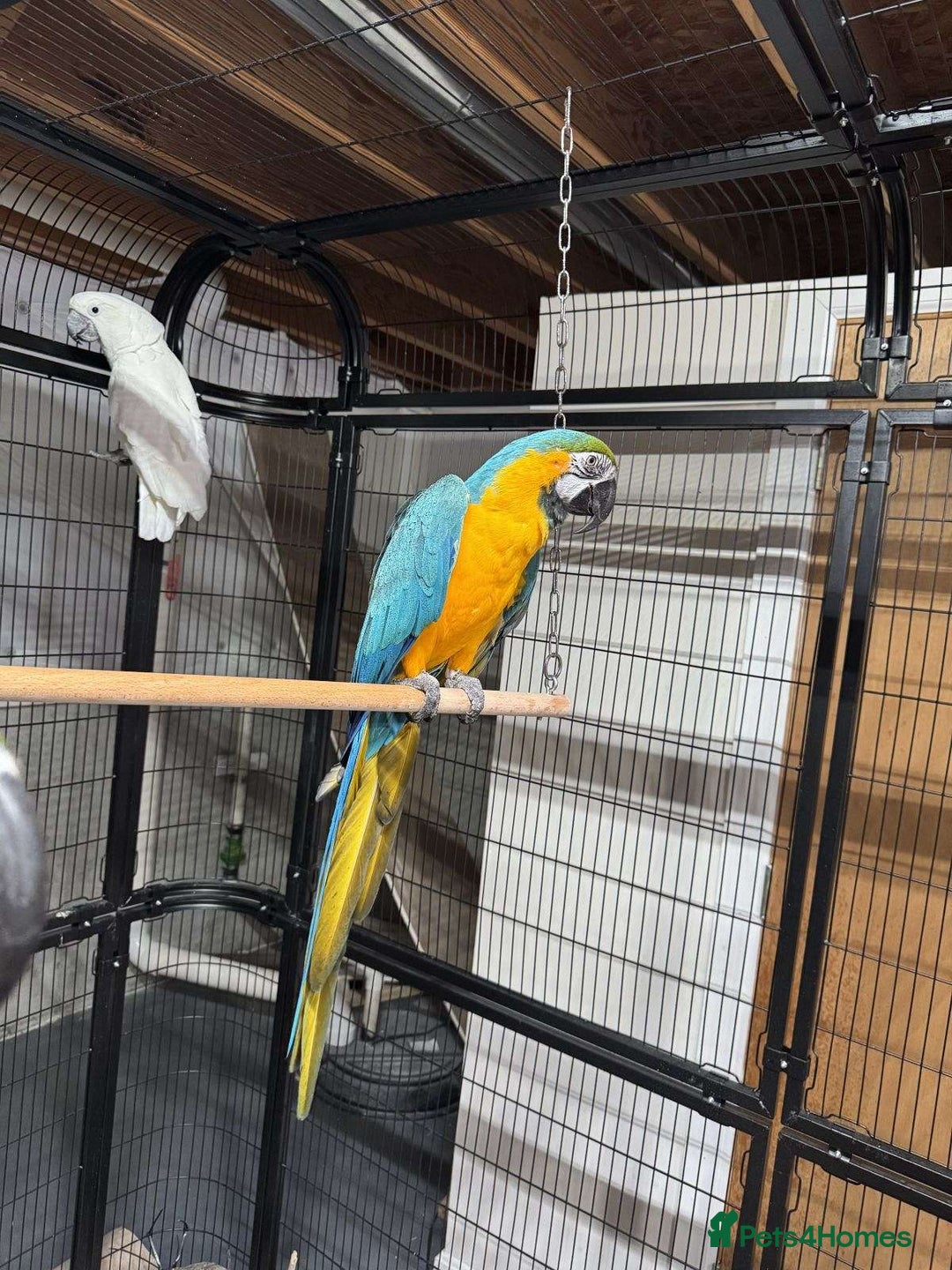 Parrots birds for sale: Blue and Gold Macaw Parrots & Extremely Friendly - Image 2