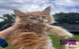 Maine Coon cats for sale: Maine coon kittens  - Image 13
