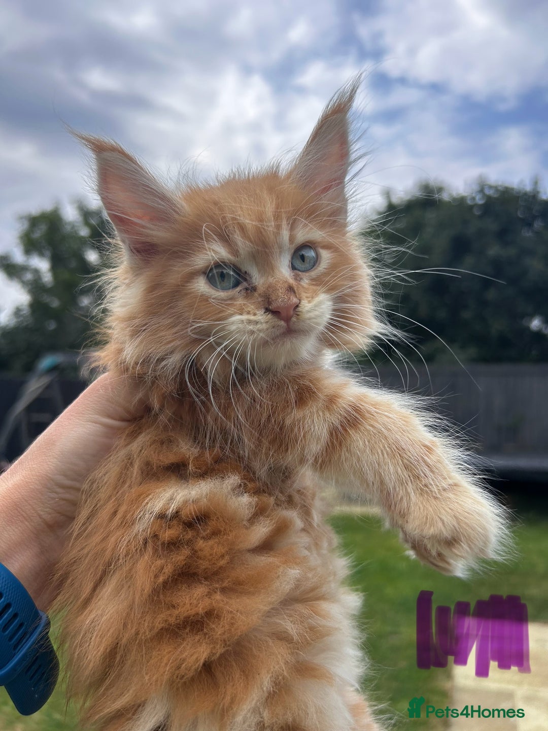 Maine Coon cats for sale: Maine coon kittens  - Image 13