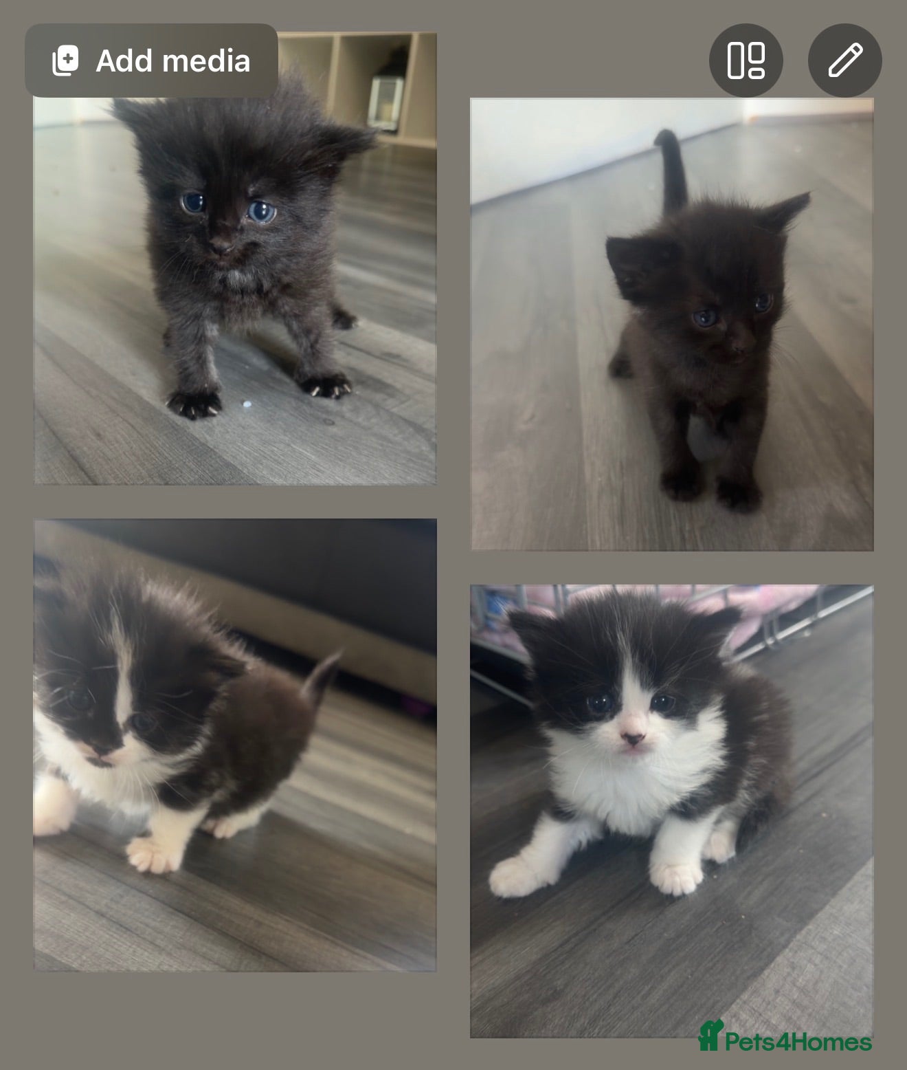 Mixed Breed cats 2 kittens remaining - Advert 1