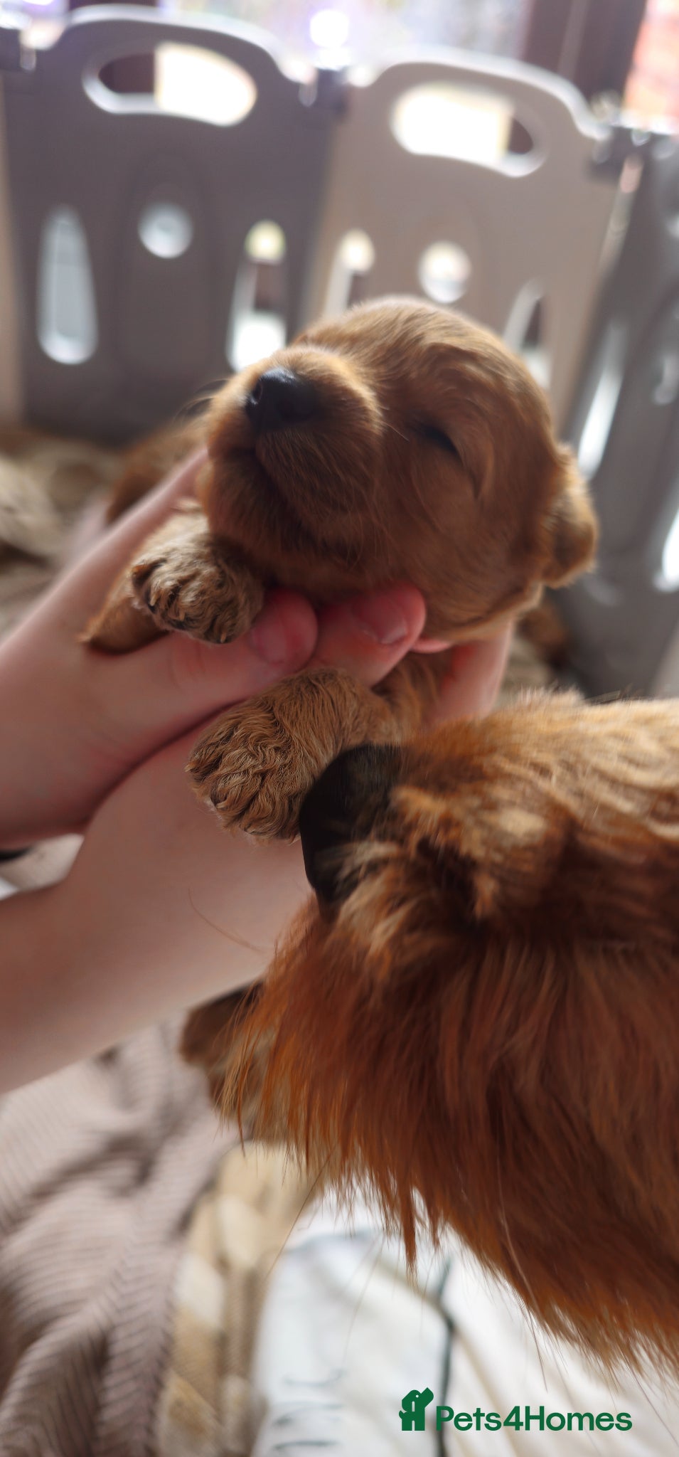 Cavapoo dogs 1 Male puppy looking his forever home!!! - Advert 9