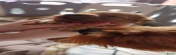 Cavapoo dogs for sale: All reserved!!! - Advert 4