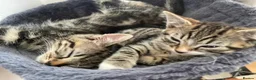 Mixed Breed cats for sale: kittens with love - Advert 23