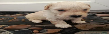 Maltese Puppy 3