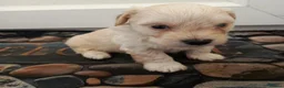 Maltese dogs for sale: 5 beautiful maltese puppies ready for new home. - Advert 4