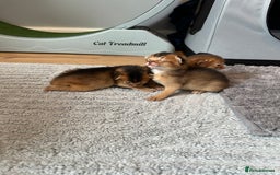 Abyssinian cats for sale: Pedigree Abyssinian kittens  - Image 1