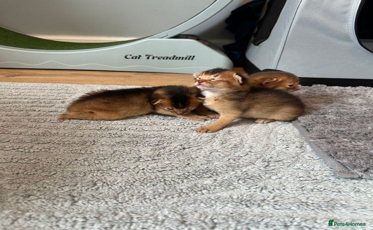 Abyssinian cats - Advert 13