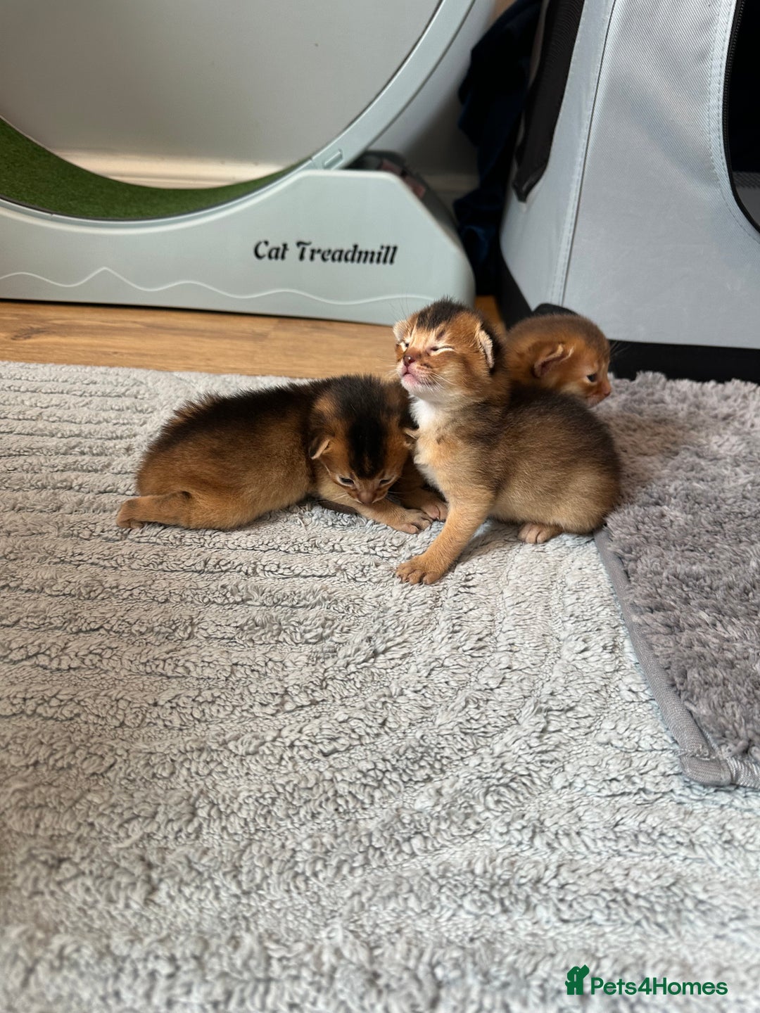 Abyssinian cats for sale: Pedigree Abyssinian kittens  - Image 1