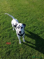 Dalmatian dogs - Advert 2