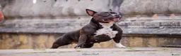 American Bully dogs for sale: American Pocket Bully - Advert 4