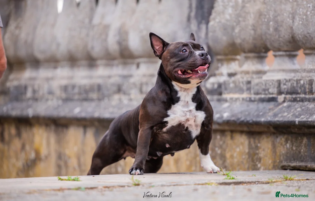 American Bully dogs for sale: American Pocket Bully - Advert 4