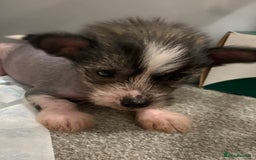 Chinese Crested dogs for sale: HHL Chinese Cresteds  - Image 10