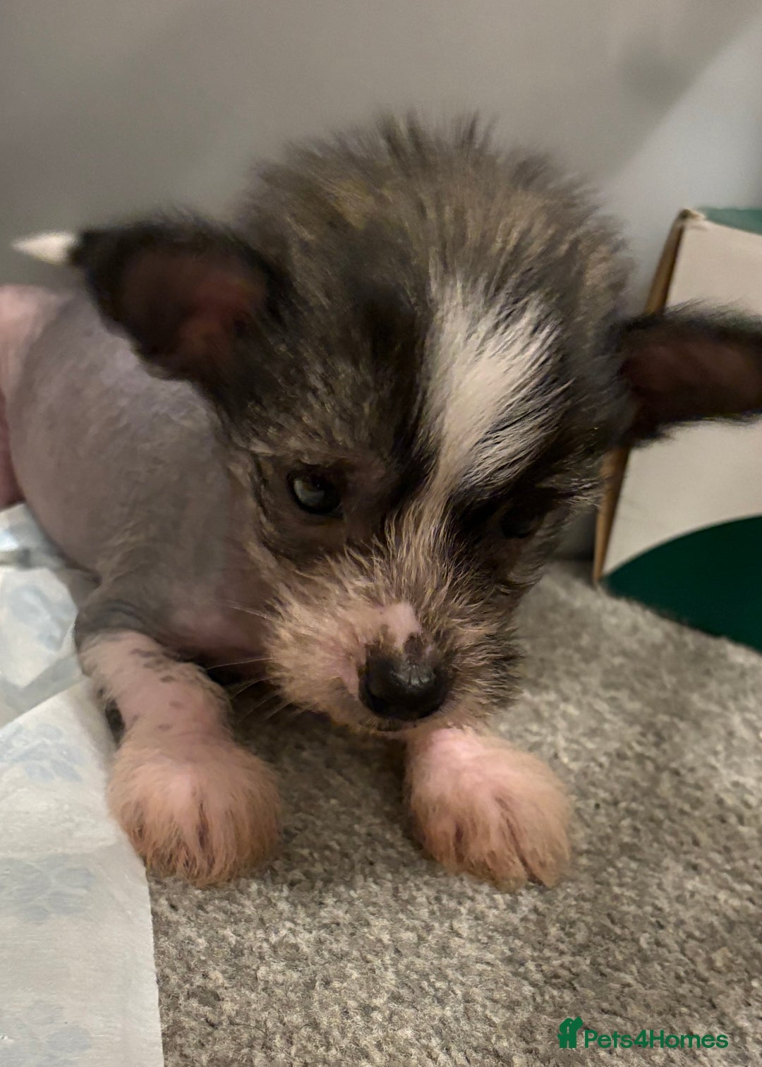 Chinese Crested dogs for sale: HHL Chinese Cresteds  - Image 10