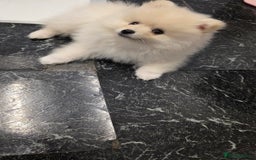 Pomeranian dogs for sale: Little Pomeranian puppy  - Advert 4