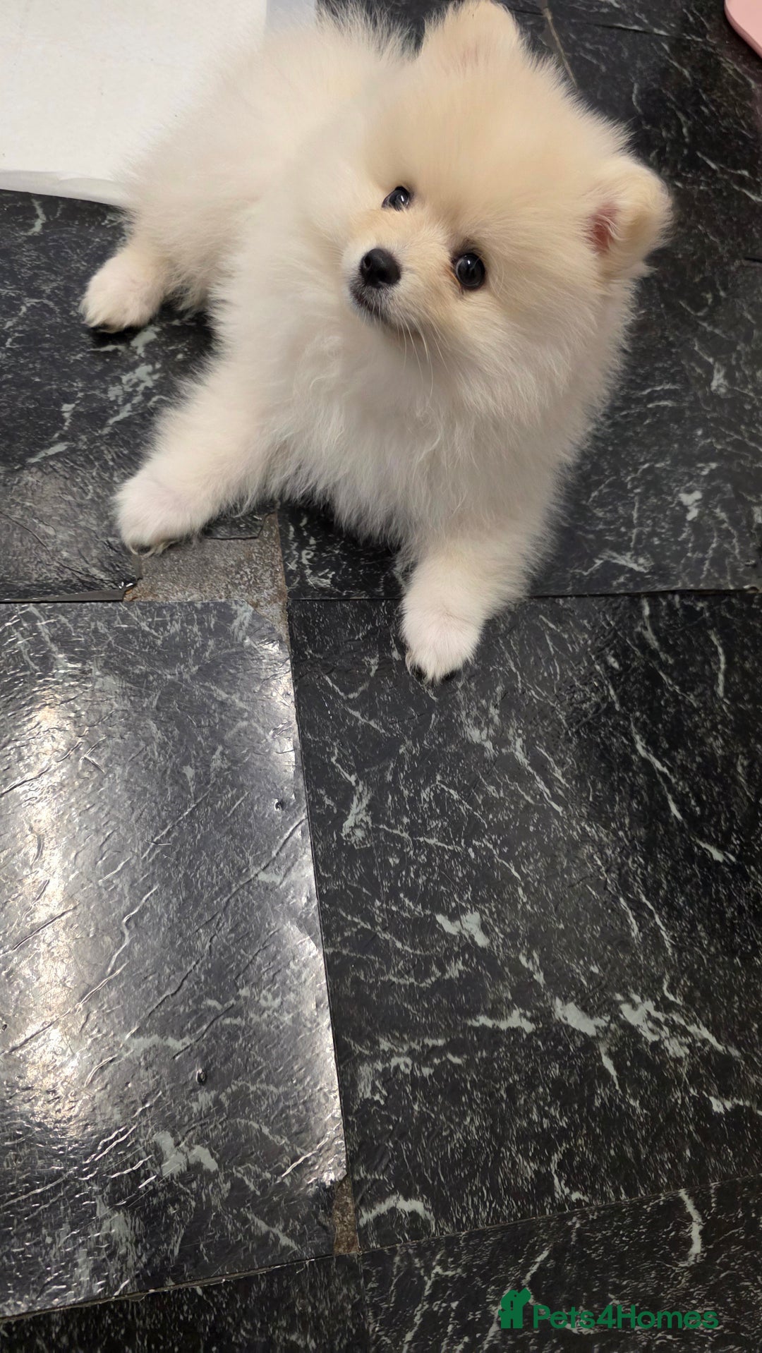 Pomeranian dogs for sale: Little Pomeranian puppy  - Advert 4