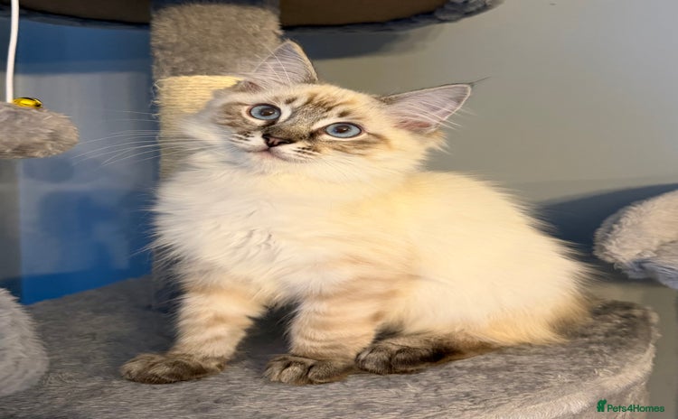 Ragdoll cats - Advert 6