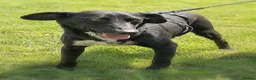 Mixed Breed dogs for adoption: 🐾 MILO – A Small-Medium Gentle Soul ❤️ - Advert 3