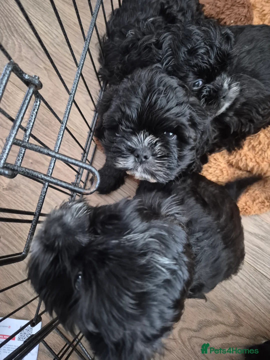 Mixed Breed dogs for sale: £800 Cocker spaniel shihtzu cross puppies  - Advert 3