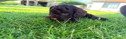 Cockapoo dogs for sale: Stunning Miniature F 2 Cockapoo Puppies - Advert 11