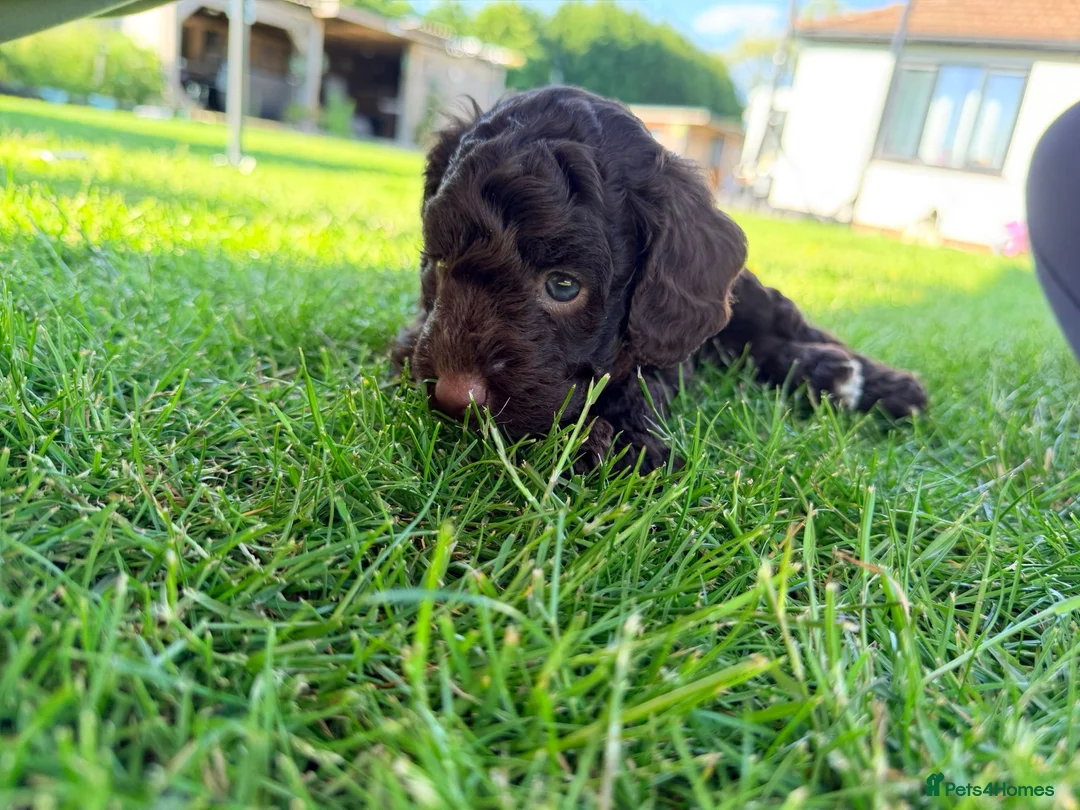 Cockapoo dogs for sale: Stunning Miniature F 2 Cockapoo Puppies - Advert 11