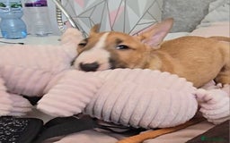 English Bull Terrier dogs for sale: Top Quality health tested champions lines - Image 6