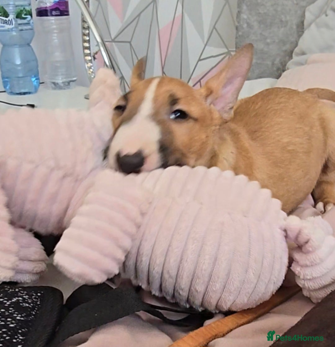 English Bull Terrier dogs for sale: Top Quality health tested champions lines - Image 6