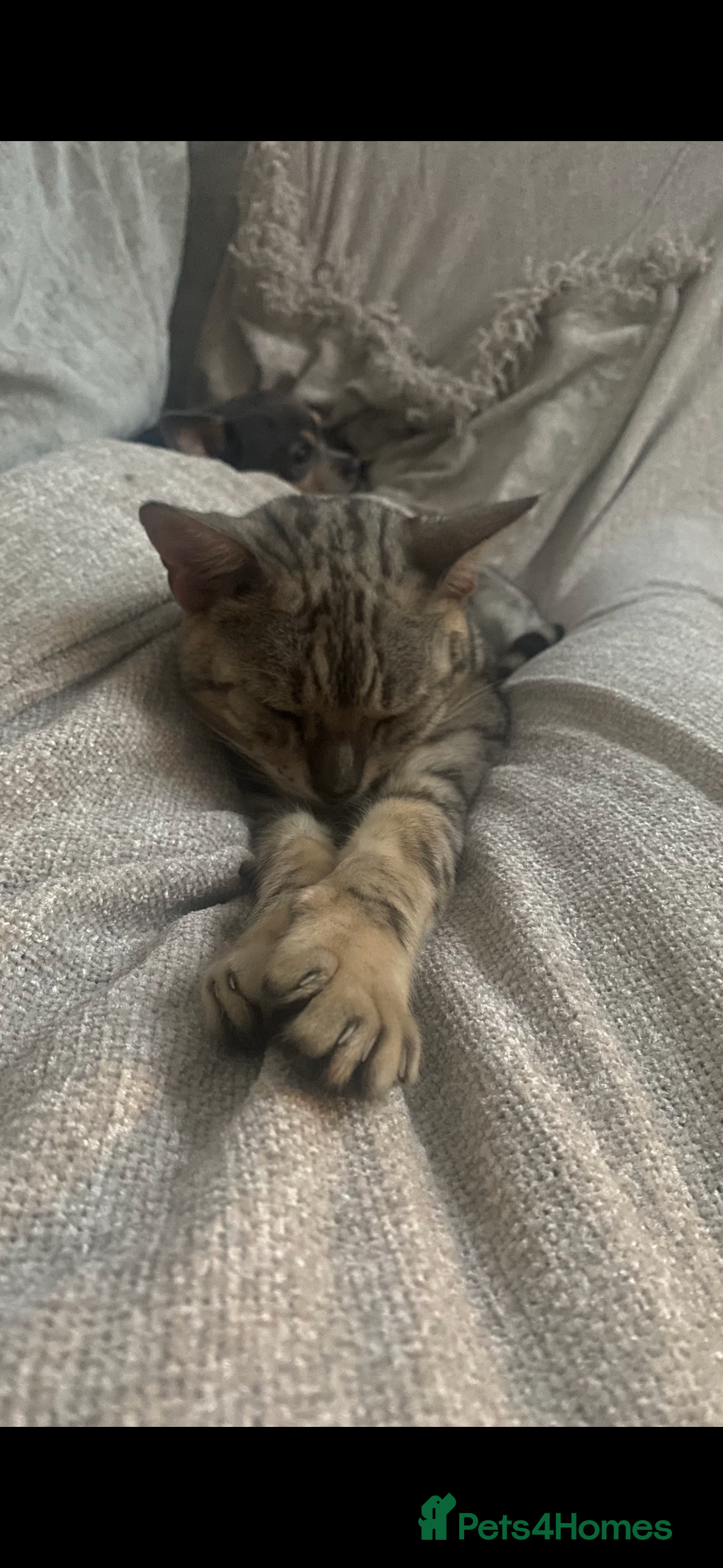 Bengal cats Snow sepia Bengal girl reluctantly needs rehoming - Advert 1