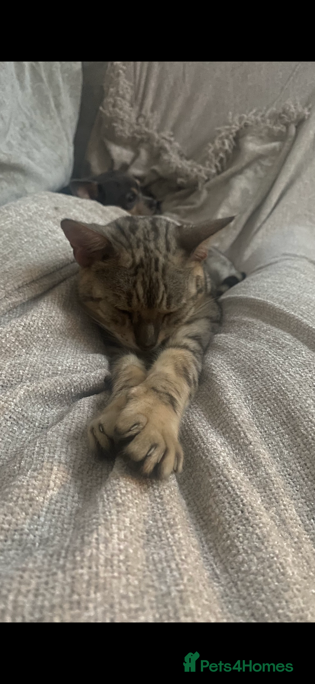 Bengal cats for sale: Snow sepia Bengal girl reluctantly needs rehoming - Advert 1