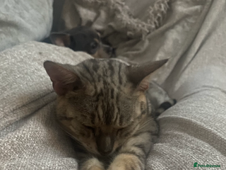 Bengal cats Snow sepia Bengal girl reluctantly needs rehoming - Advert 10