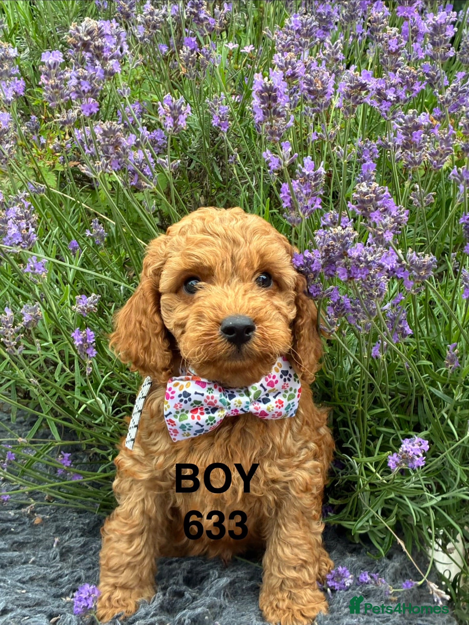 Cockapoo dogs 2 F1b BOYS COCKAPOO PUPPIES AVAILABLE!  - Advert 2