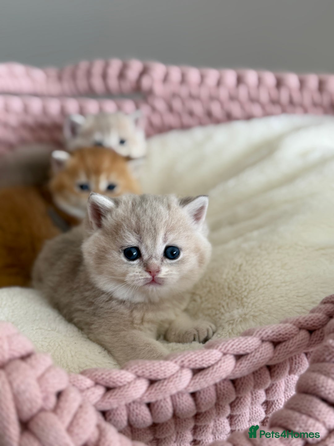 British Shorthair cats for sale: Golden Blue British Shorthair kittens  - Advert 12