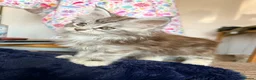 Maine Coon cats for sale: Two registered mainecoon kittens (1 poly)  - Advert 14