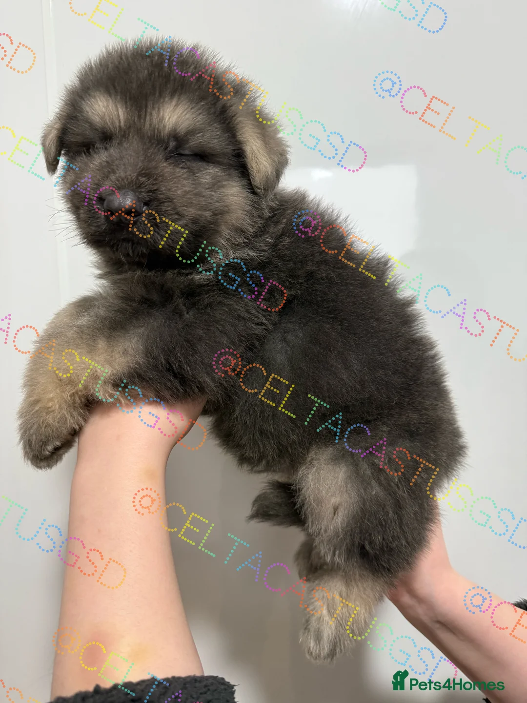 German Shepherd dogs for sale: Kcreg white blue and Isabella German shepherd pups - Advert 8