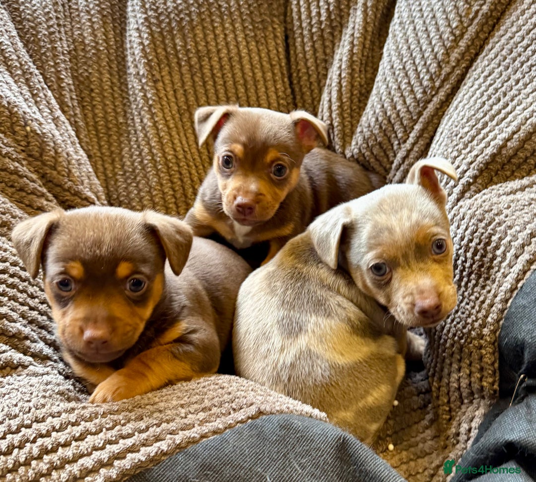 Jack Russell dogs for sale: Gorgeous miniature Jack Russell puppies  - Image 6