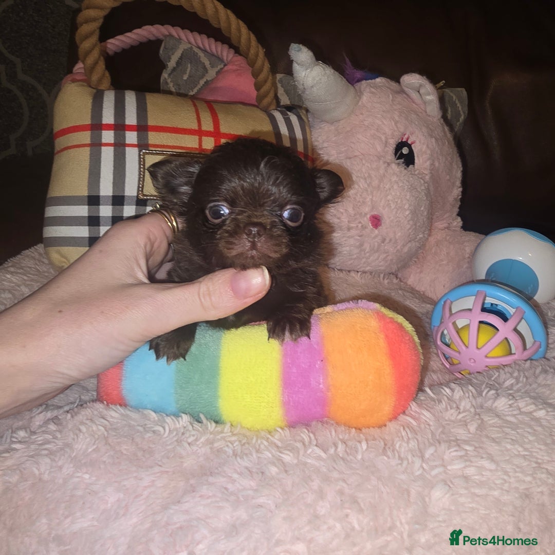 Chihuahua dogs for sale: XxQuality Chihuahua Chocolate Thai breeding pupsXx - Advert 14