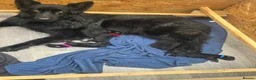 German Shepherd dogs for sale: 2 long haired german shepherd pups for sale - Advert 3