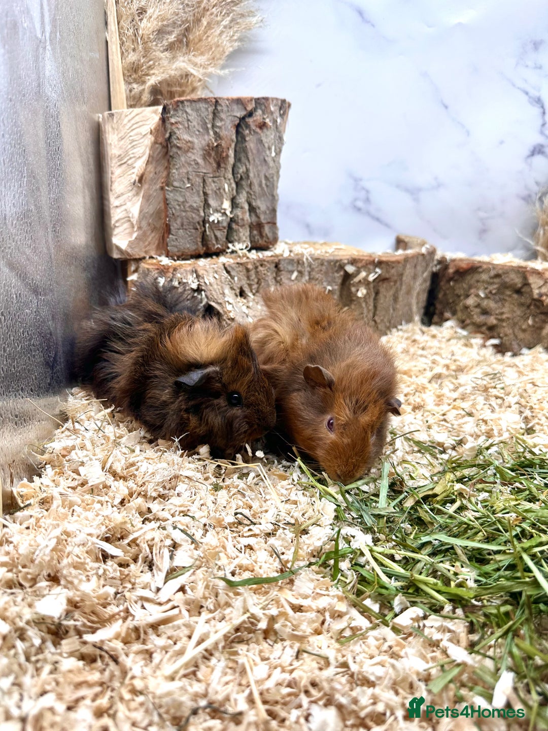 Guinea Pig rodents for sale: Multiple baby guinea pigs 💗 - Image 13