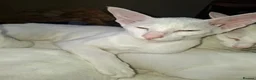 Oriental cats for sale: Adorable oriental kittens for sale - Advert 8
