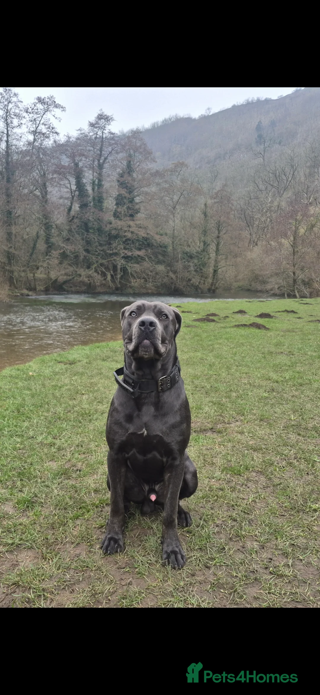 Cane Corso dogs for sale: 10 month old cane corso  - Advert 2
