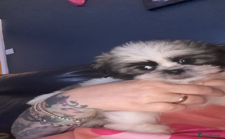 Mixed Breed dogs Shiranian huge reduction ready now  - Advert 16