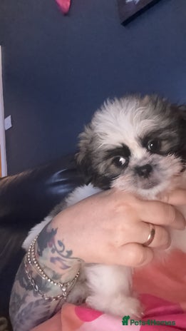 Mixed Breed dogs Shiranian huge reduction ready now - Advert 16